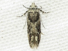 Recurvaria nanella