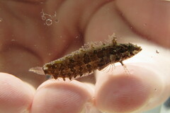 Paraclinus marmoratus