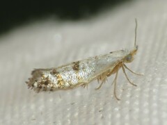 Argyresthia thuiella