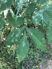 Caryomyia inflata