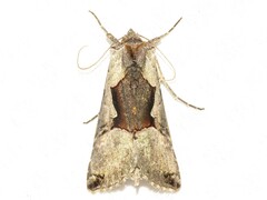 Autographa ampla