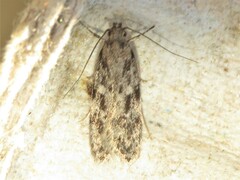 Gelechia sabinellus