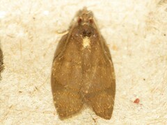 Argyrotaenia juglandana