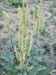 Verbascum × incanum