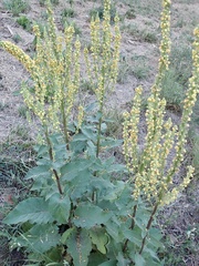 Verbascum × incanum