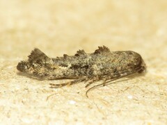 Epermenia albapunctella