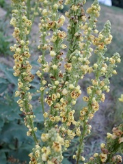 Verbascum × incanum