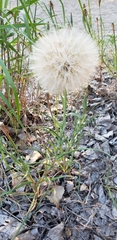 Tragopogon coelesyriacus