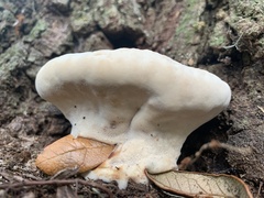 Laetiporaceae