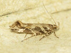 Aristotelia fungivorella