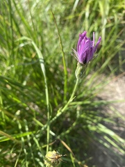 Scorzonera rosea