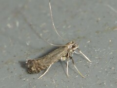 Parornix geminatella