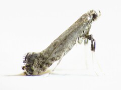 Parornix geminatella