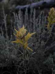 Castilleja flava