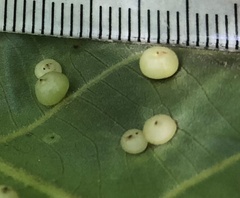 Caryomyia inflata