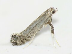 Parornix geminatella