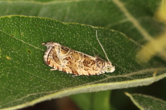 Olethreutes olivaceana