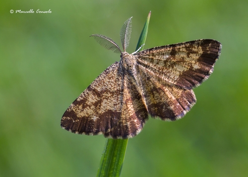 Rudasprindis nuotrauka