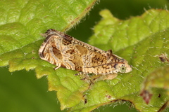 Olethreutes olivaceana