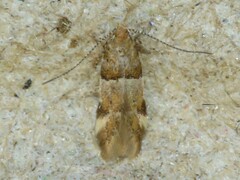 Theisoa constrictella