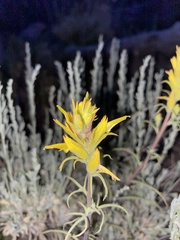 Castilleja flava
