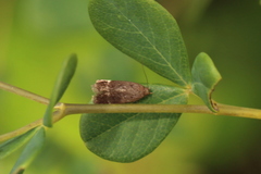 Anacampsis lupinella