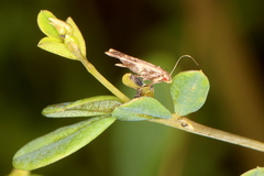 Anacampsis lupinella