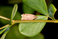 Anacampsis lupinella