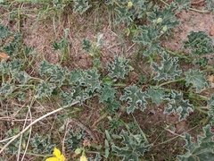 Apodanthera undulata