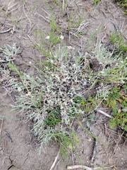 Eriogonum pauciflorum