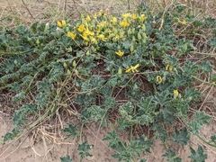 Apodanthera undulata