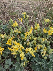 Apodanthera undulata