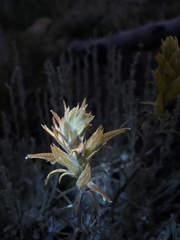Castilleja flava