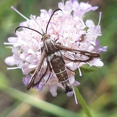 Pyropteron leucomelaenum