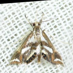 Chrysendeton imitabilis