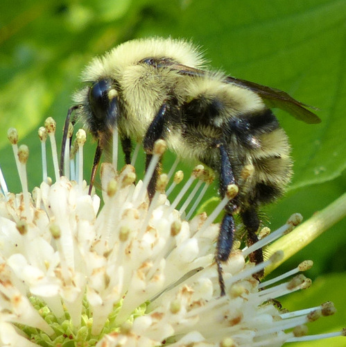 Two-spotted Bumble Bee, photo 8 of 10