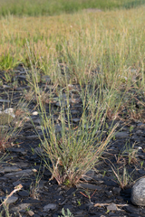 Deschampsia cespitosa beringensis