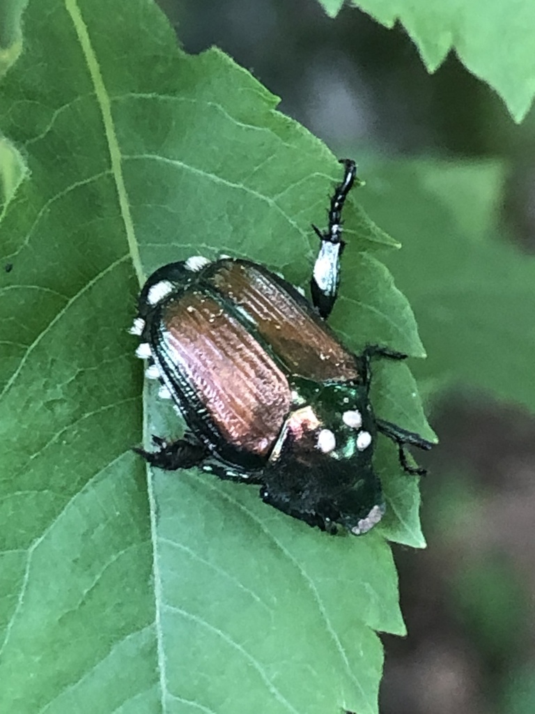Winsome Fly from Stagecoach Rd, Morrisville, VT, US on July 3, 2022 at