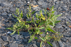 Atriplex gmelinii