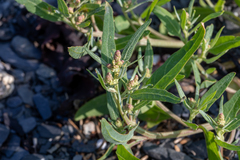 Atriplex gmelinii