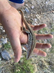 Aspidoscelis stictogrammus