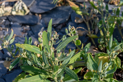 Atriplex gmelinii