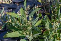 Atriplex gmelinii