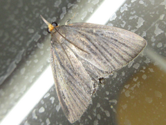 Trebania flavifrontalis