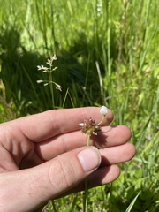 Allium geyeri tenerum