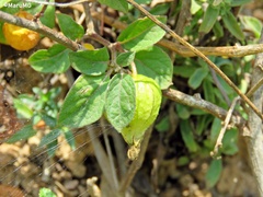Physalis chenopodifolia