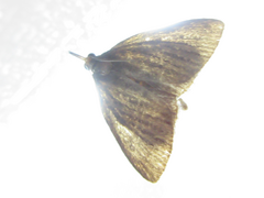 Trebania flavifrontalis