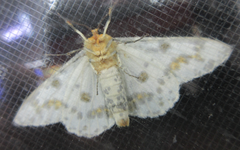 Biston panterinaria