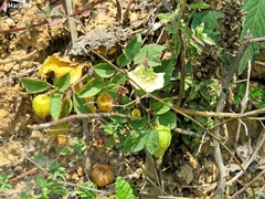 Physalis chenopodifolia