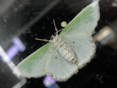 Comibaena nigromacularia